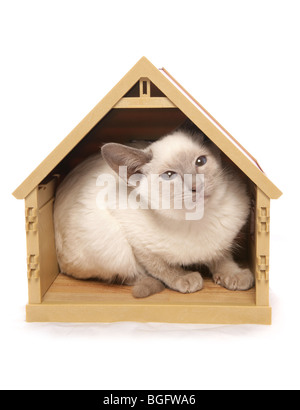 Siamese Kitten in House toy Single young female Studio Stock Photo