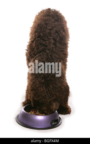 Brown Labradoodle Puppy eating Single young female Studio Stock Photo