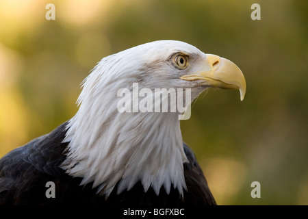 Bald Eagle in profile taken at San Francisco Zoo Stock Photo