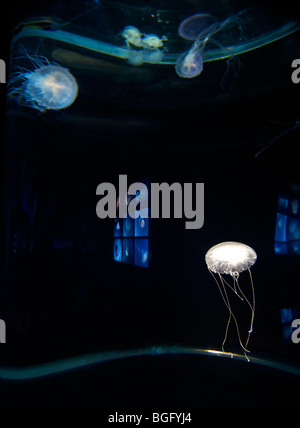 Osaka aquarium, Osaka, Japan. Jellyfish in a display tank Stock Photo