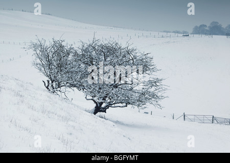 A Hawthorn tree in a snowy downland landscape Stock Photo