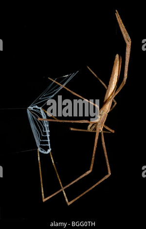 A net-casting spider, family Deinopidae, with net ready for prey. Stock Photo