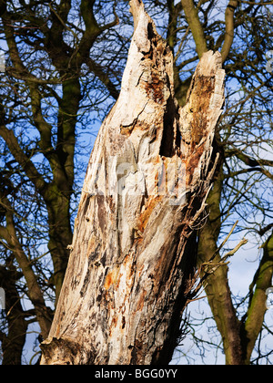 a dead twisted tree trunk Stock Photo
