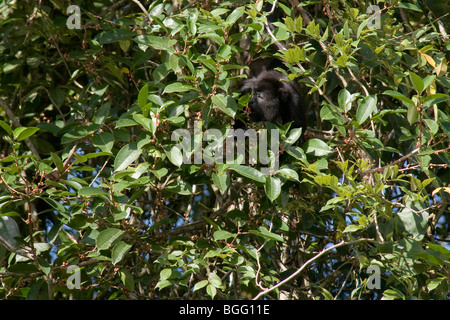 Howler monkey feeding on fruit. Stock Photo