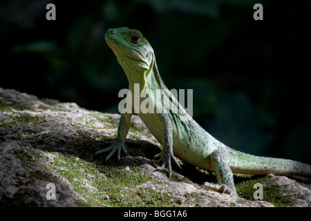 Juvenile black spiny-tailed iguana (Ctenosaura similis), Costa RIca. Stock Photo