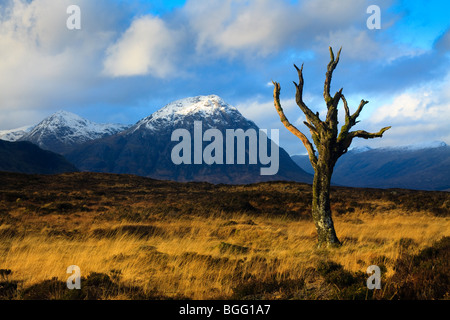 The 'Sentinel' - famous dead tree standing alone looking out at the Buachaille Etive Mor and Glen Coe Stock Photo