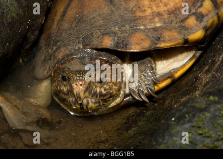 A white-lipped mud turtle (Kinosternon leucostomum). Stock Photo