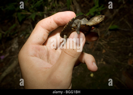 A baby white-lipped mud turtle (Kinosternon leucostomum). Stock Photo