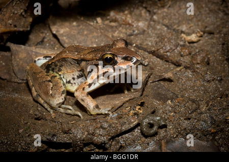 Smoky jungle frog (Leptodactylus pentadactylus) in mud, photographed in Costa Rica. Stock Photo