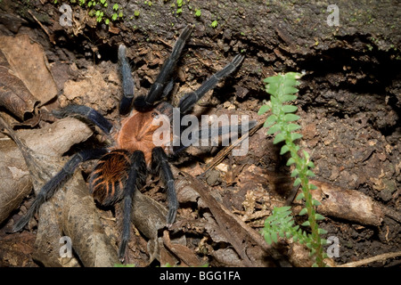 A Costa Rican tiger rump tarantula (Cyclosternum fasciatum). Stock Photo
