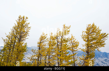 Larch trees in Autumn, Enchantment Lakes Wilderness Area, Washington Cascades, USA. Stock Photo