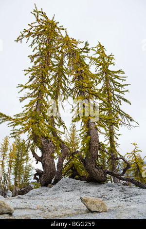 Larch trees in Autumn, Enchantment Lakes Wilderness Area, Washington Cascades, USA. Stock Photo