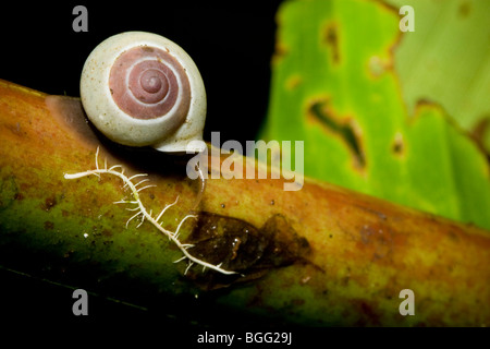 Tropical land snail, class Gastropoda. Photographed in Panama. Stock Photo