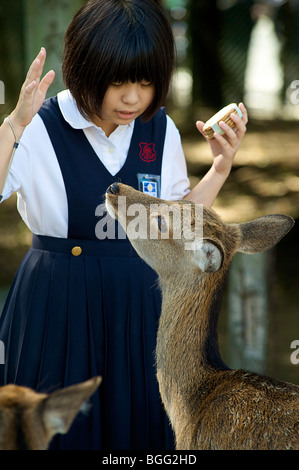 Deer roam free in Central Nara. The grounds of Todaiji Temple Nara prefecture Japan Stock Photo