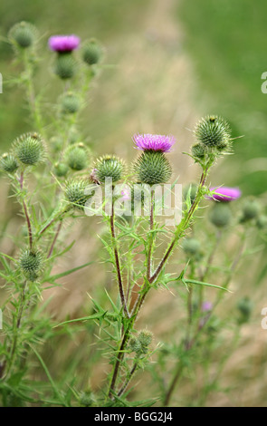 Spear Thistle Cirsium vulgare buds and opening flower heads Stock Photo