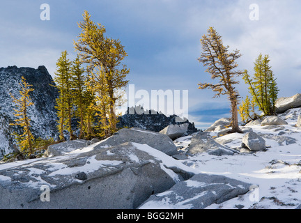 Larch trees in Autumn, Enchantment Lakes Wilderness Area, Washington Cascades, USA. Stock Photo