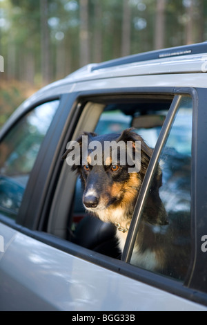 Border Collie looking out of car window Single adult male New forest, Hampshire, Uk Stock Photo