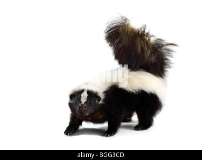 Studio shot of a Portrait of a Skunk Stock Photo