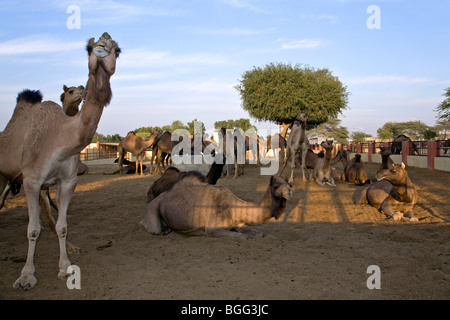 Camel breeding farm. Bikaner. Rajasthan. India Stock Photo