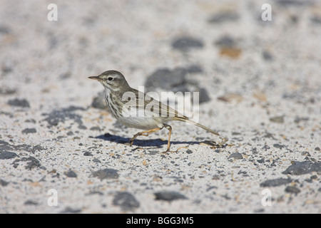 Berthelot's Pipit Anthus berthelotii standing on beach at El Cotillo, Fuerteventura in January. Stock Photo