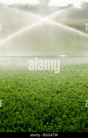 Lucerne crop being irrigated in Queensland Australia Stock Photo