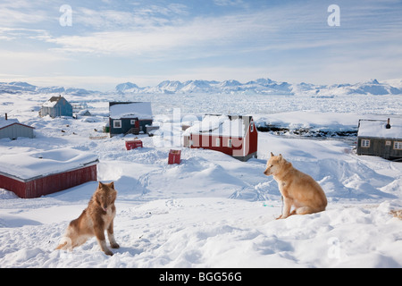 Huskies, Tiniteqilaq in winter, E. Greenland Stock Photo