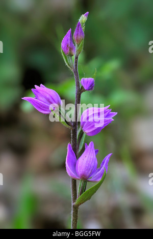 Red helleborine in flower (Cephalanthera rubra), La Brenne, France Stock Photo