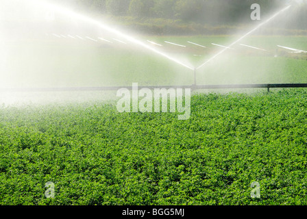 Lucerne crop being irrigated in Queensland Australia Stock Photo