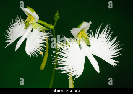 Egret Orchid (Habenaria radiata) pair of white flowers on flower stalk. Stock Photo