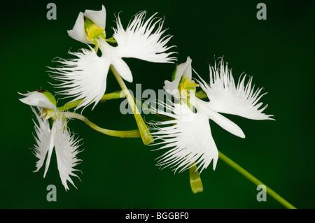 Egret Orchid (Habenaria radiata) flower spike with three white flowers. Stock Photo