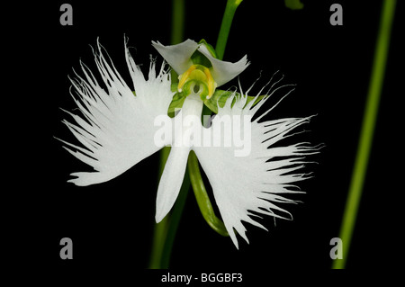 Egret Orchid (Habenaria radiata) close-up of white flower. Stock Photo
