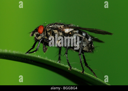 Flesh-fly (Sarcophaga carnaria) on blade of grass, Oxfordshire, UK. Stock Photo