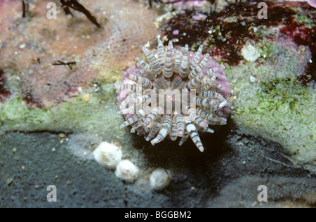 Wartlet or gem sea anemone (Bunodactis verrucosa / Aulactinia verrucosa) in a rockpool UK Stock Photo