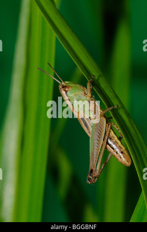 Meadow Grasshopper (Chorthippus parallelus) resting on blade of grass, Oxfordshire. Stock Photo