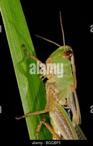 Meadow Grasshopper (Chorthippus parallelus) close-up of head and thorax, Oxfordshire, UK. Stock Photo