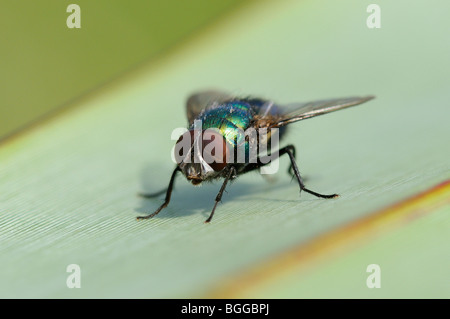 Greenbottle Fly (Lucilia caesar) Oxfordshire, UK. Stock Photo