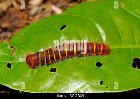 Skipper Butterfly (Hesperidae) caterpillar on leaf, Alta Floresta, Brazil. Stock Photo