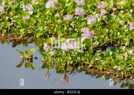 Water Hyacinth (Eichhornia species) leaves and flowers, Pantanal, Brazil. Stock Photo
