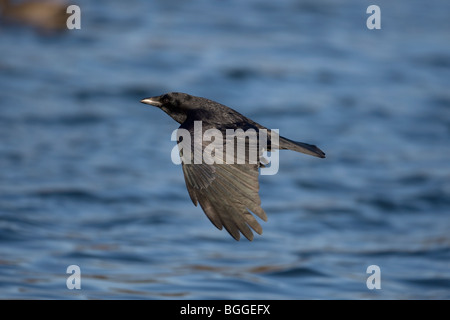 Carrion Crow Corvus corone corone Stock Photo