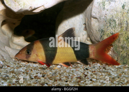 Clown Loach (Chromobotia macracanthus). Stock Photo