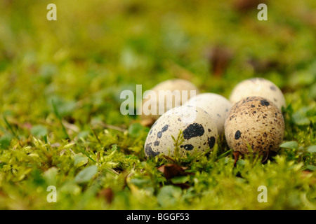 Five quail eggs on meadow, close-up Stock Photo