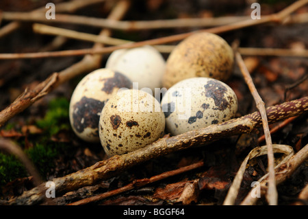 Five quail eggs in undergrowth, close-up Stock Photo