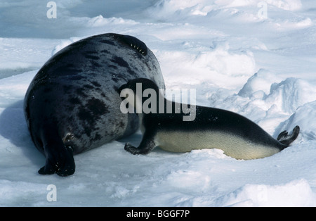 Hooded Seal (Cystophora cristata) and its young ones on pack ice, Quebec, Canada Stock Photo