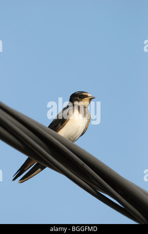 Barn Swallow (Hirundo rustica) sitting on a power line, close-up, low angle view Stock Photo