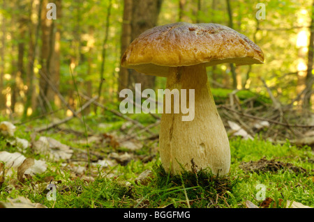 Cep (Boletus edulis) growing in forest, Bavaria, Germany, surface level, close-up Stock Photo