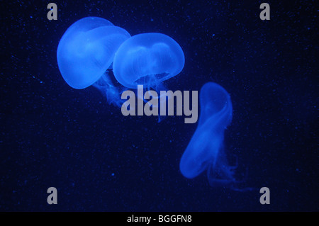 Moon jellyfishes (Aurelia aurita), underwater, close-up