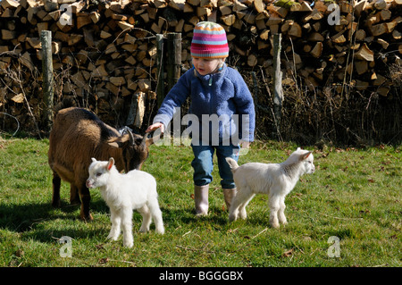 Stock photo of a 3 year old girl playing with a Pygmy goat and her kids on the family smallholding. Stock Photo