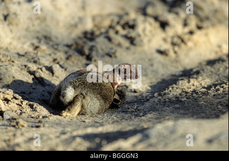 least weasel with rabbit prey, mustela nivalis & oryctolagus cuniculus ...