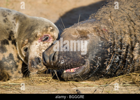 A mating pair of grey seals Halichoerus grypus on a sand bar at Donna Nook, Lincolnshire, England, UK Stock Photo