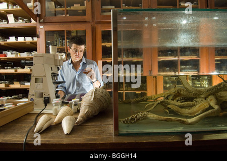 Scientist, Matthias Glaubrecht, Museum of Natural History, Berlin, Germany Stock Photo